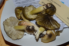 Tricholoma sejunctum