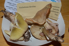 Tricholoma davisiae
