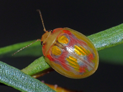 Paropsisterna nobilitata