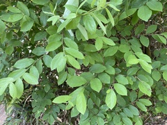 Lindera glauca