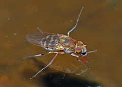 Brachydeutera sydneyensis