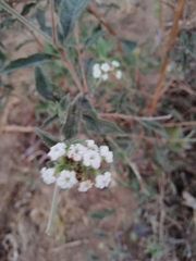 Tournefortia hartwegiana