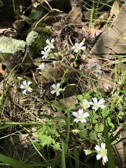 Cerastium velutinum