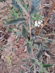 Tournefortia hartwegiana