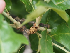 Andricus murtfeldtae