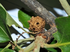 Andricus murtfeldtae