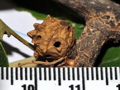 Andricus murtfeldtae