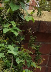 Jasminum officinale