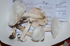 Hygrophorus piceae