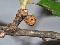 Andricus murtfeldtae