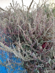 Amaranthus palmeri