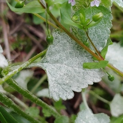 Neoerysiphe galeopsidis