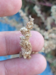 Amaranthus palmeri
