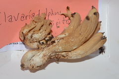 Clavariadelphus caespitosus