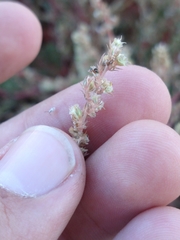 Amaranthus palmeri