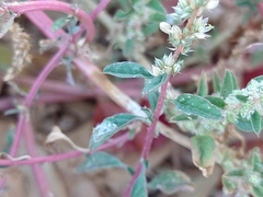 Amaranthus palmeri