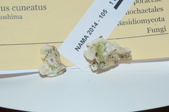 Rigidoporus cuneatus