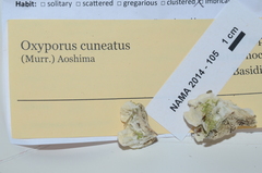 Rigidoporus cuneatus