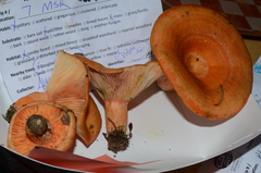 Lactarius aestivus