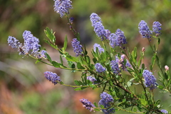 Ceanothus parryi