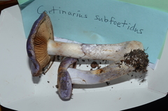 Cortinarius subfoetidus image