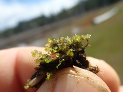 Scapania undulata