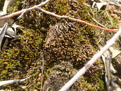 Oligotrichum