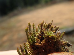 Oligotrichum