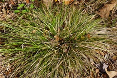 Carex albicans