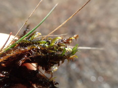 Scorpidium revolvens