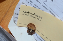 Otidea alutacea
