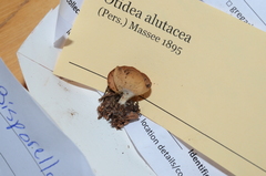 Otidea alutacea
