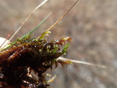 Scorpidium revolvens