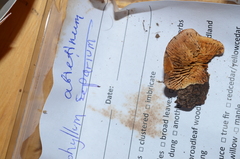 Gloeophyllum abietinum