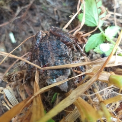 Pristimantis unistrigatus