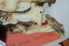 Albatrellus ovinus