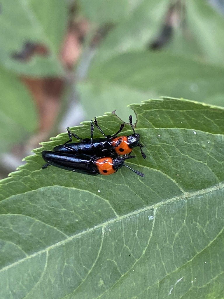 Tetraphala collaris