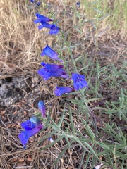Penstemon heterophyllus purdyi