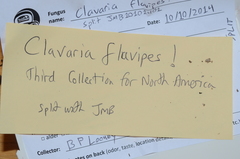 Clavaria flavipes