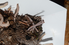 Alloclavaria purpurea