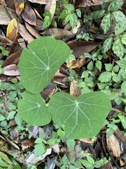 Stephania cephalantha