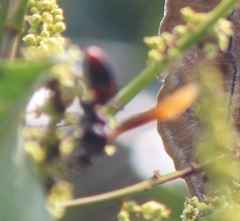 Polistes sagittarius