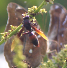 Polistes sagittarius