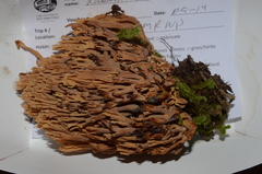 Ramaria testaceoflava