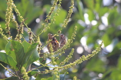 Polistes sagittarius