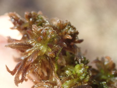 Sphagnum mendocinum
