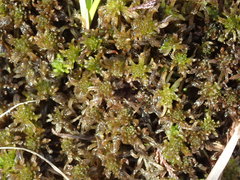 Sphagnum mendocinum