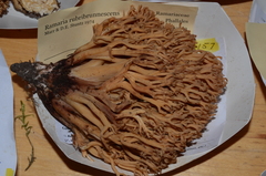 Ramaria rubribrunnescens