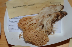 Ramaria celerivirescens