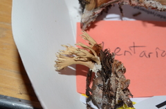 Lentaria byssiseda